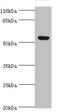 Leukocyte Immunoglobulin Like Receptor A2 antibody, orb355431, Biorbyt, Western Blot image 