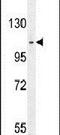 Centromere Protein C antibody, PA5-23651, Invitrogen Antibodies, Western Blot image 