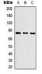 Kelch Like Family Member 29 antibody, abx121509, Abbexa, Western Blot image 