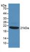 Tumor Necrosis Factor antibody, LS-C304844, Lifespan Biosciences, Western Blot image 