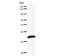 TATA-Box Binding Protein Associated Factor 9b antibody, LS-C342525, Lifespan Biosciences, Western Blot image 