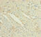 Cytoglobin antibody, A50173-100, Epigentek, Immunohistochemistry paraffin image 