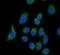 Complement Factor H antibody, PA5-24425, Invitrogen Antibodies, Immunofluorescence image 