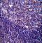 CD5 Molecule antibody, LS-C168549, Lifespan Biosciences, Immunohistochemistry paraffin image 