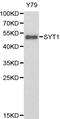 Synaptotagmin 1 antibody, LS-C192317, Lifespan Biosciences, Western Blot image 