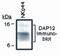 Dap12 antibody, PA1-12701, Invitrogen Antibodies, Western Blot image 