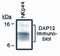 TYRO Protein Tyrosine Kinase Binding Protein antibody, PA1-12701, Invitrogen Antibodies, Western Blot image 