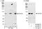 Calcium Binding And Coiled-Coil Domain 1 antibody, A300-818A, Bethyl Labs, Immunoprecipitation image 