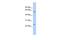 Claudin 15 antibody, GTX47759, GeneTex, Western Blot image 