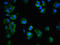 MTOR Associated Protein, LST8 Homolog antibody, orb401744, Biorbyt, Immunofluorescence image 