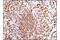 Paired Box 5 antibody, 12709P, Cell Signaling Technology, Immunohistochemistry paraffin image 