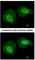 Keratin 34 antibody, NBP1-33423, Novus Biologicals, Immunofluorescence image 