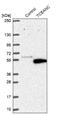 Transcription Elongation Factor A N-Terminal And Central Domain Containing antibody, NBP1-81184, Novus Biologicals, Western Blot image 