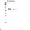 E2F-1 antibody, LS-C813741, Lifespan Biosciences, Western Blot image 