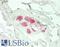 Sphingomyelin Phosphodiesterase 1 antibody, LS-B14540, Lifespan Biosciences, Immunohistochemistry paraffin image 