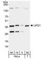 Ubiquitin Recognition Factor In ER Associated Degradation 1 antibody, A301-876A, Bethyl Labs, Western Blot image 