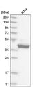 CAMP Responsive Element Binding Protein 3 antibody, PA5-65086, Invitrogen Antibodies, Western Blot image 