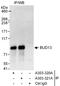 BUD13 Homolog antibody, A303-320A, Bethyl Labs, Immunoprecipitation image 