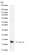 Apolipoprotein A2 antibody, 710260, Invitrogen Antibodies, Western Blot image 