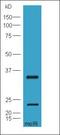 Dual Specificity Phosphatase 4 antibody, orb13400, Biorbyt, Western Blot image 