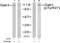 GRB2 Associated Binding Protein 1 antibody, TA310016, Origene, Western Blot image 