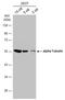 Tubulin Alpha 1b antibody, NBP2-43837, Novus Biologicals, Western Blot image 