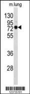 Selenocysteine-specific elongation factor antibody, 63-770, ProSci, Western Blot image 