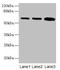 Serine Palmitoyltransferase Long Chain Base Subunit 2 antibody, LS-C370370, Lifespan Biosciences, Western Blot image 