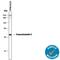 Transcobalamin 2 antibody, MAB7895, R&D Systems, Western Blot image 