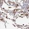 Complement C1q A Chain antibody, NBP1-87492, Novus Biologicals, Immunohistochemistry frozen image 