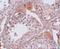 Calcium Binding Protein, Spermatid Associated 1 antibody, GTX31395, GeneTex, Immunohistochemistry paraffin image 