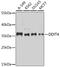 DNA Damage Inducible Transcript 4 antibody, GTX64553, GeneTex, Western Blot image 