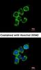 Glutathione S-Transferase Pi 1 antibody, orb18037, Biorbyt, Immunofluorescence image 