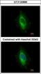 LIM Domain And Actin Binding 1 antibody, GTX120889, GeneTex, Immunocytochemistry image 