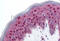 Programmed Cell Death 4 antibody, MBS240264, MyBioSource, Immunohistochemistry frozen image 