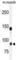 ADAM Metallopeptidase With Thrombospondin Type 1 Motif 5 antibody, abx033401, Abbexa, Western Blot image 