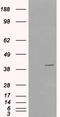 VPS26, Retromer Complex Component A antibody, LS-C55672, Lifespan Biosciences, Western Blot image 