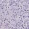 TEA Domain Transcription Factor 4 antibody, NBP2-33803, Novus Biologicals, Immunohistochemistry frozen image 