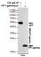Chromobox 3 antibody, GTX16488, GeneTex, Immunoprecipitation image 