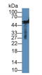 Matrix Metallopeptidase 13 antibody, LS-C300763, Lifespan Biosciences, Western Blot image 
