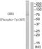 GRB2 Associated Binding Protein 1 antibody, TA311943, Origene, Western Blot image 