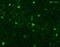 Parvalbumin antibody, ab11427, Abcam, Immunofluorescence image 