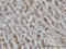 GDP-Mannose Pyrophosphorylase B antibody, LS-C133739, Lifespan Biosciences, Immunohistochemistry frozen image 