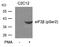 Eukaryotic Translation Initiation Factor 2 Subunit Beta antibody, AP26039PU-N, Origene, Western Blot image 