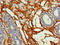 Gap Junction Protein Alpha 8 antibody, CSB-PA009449LA01HU, Cusabio, Immunohistochemistry frozen image 