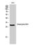 Granzyme B antibody, STJ93414, St John