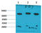 Heat Shock Protein Family A (Hsp70) Member 8 antibody, STJ97513, St John