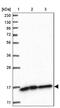 NADH:Ubiquinone Oxidoreductase Complex Assembly Factor 3 antibody, PA5-57250, Invitrogen Antibodies, Western Blot image 