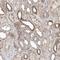 HBS1 Like Translational GTPase antibody, NBP1-85124, Novus Biologicals, Immunohistochemistry frozen image 