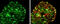 Paxillin antibody, GTX125891, GeneTex, Immunofluorescence image 
